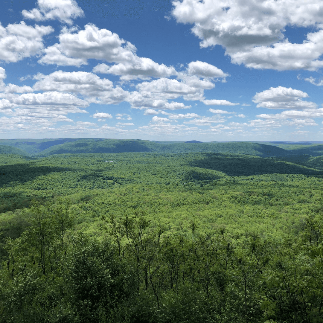 Working Forests Work to Enhance Your Daily Life